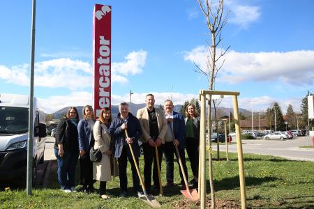 Zasaditev dreves med regionalno cesto in centrom Mercator 11 Foto Ljubo Vukelič